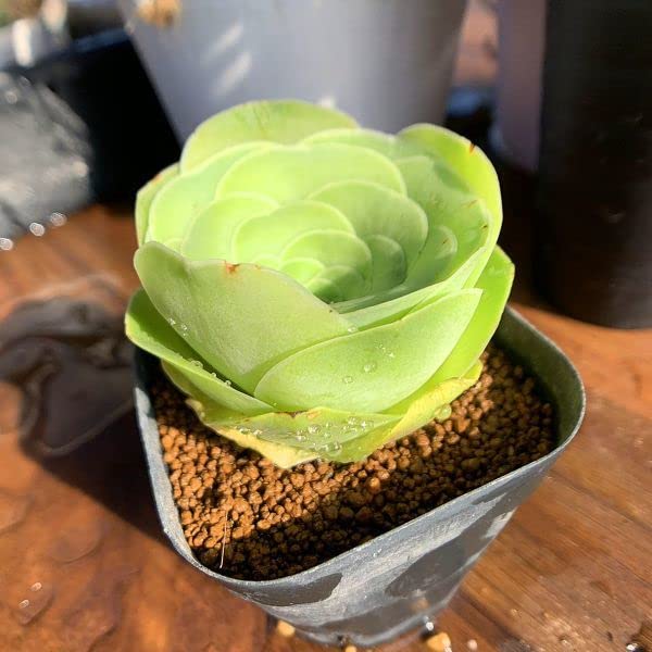 Amazon.co.jp: 多肉植物 農園直売多肉植物グリーノビア属オーレア 酒盃